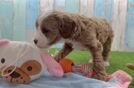 Cute Cavapoo Baby