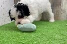 Energetic Mini Bernadoodle Poodle Mix Puppy