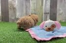 Best Maltipoo Baby