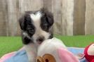 Aussiechon Puppy for Adoption