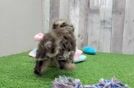 Popular Havapoo Poodle Mix Pup