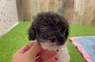 Poodle Puppy for Adoption