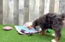 Meet Denali - our Mini Bernedoodle Puppy Video