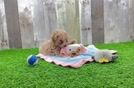 Maltipoo Pup Being Cute