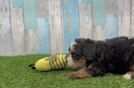 Mini Bernedoodle Puppy for Adoption