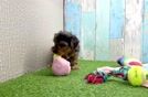 Yorkie Poo Puppy for Adoption