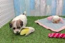 Havanese Puppy for Adoption