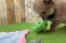 Best Pomeranian Baby