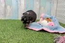 Smart Aussiechon Designer Pup