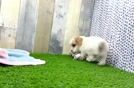 Funny Poodle Baby