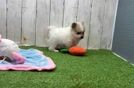 Happy Pom Dog Purebred Puppy