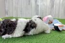 Meet Rogan - our Cockapoo Puppy Video