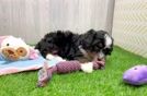 Mini Bernedoodle Puppy for Adoption