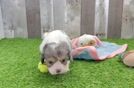 Cavapoo Pup Being Cute