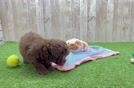 Funny Poodle Purebred Pup