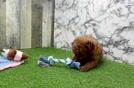 Mini Goldendoodle Puppy for Adoption