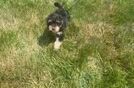 Best Mini Schnoodle Baby