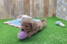 Popular Cavapoo Poodle Mix Pup