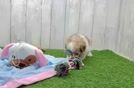 Meet Bailey - our Teddy Bear Puppy Video