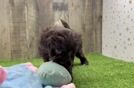 Havapoo Pup Being Cute
