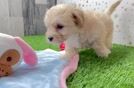 Adorable Moodle Poodle Mix Puppy