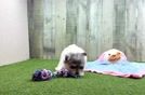 Meet Pandora - our Maltipom Puppy Video