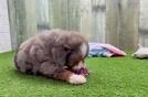 Fluffy Mini Aussiedoodle Poodle Mix Pup