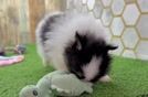 Fluffy Dwarf Spitz Purebred Puppy