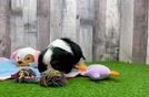 Cavalier King Charles Spaniel Puppy for Adoption