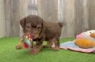 Mini Aussiedoodle Pup Being Cute