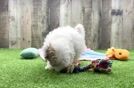 Havapoo Puppy for Adoption