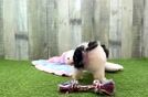 Maltipoo Pup Being Cute