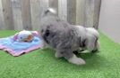 Funny Mini Bernedoodle Poodle Mix Pup