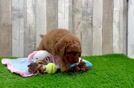 Cute Mini Goldendoodle Baby