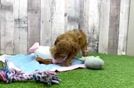 Meet Deacon - our Havapoo Puppy Video