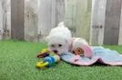 Maltese Puppy for Adoption