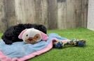 Meet Effie - our Mini Goldendoodle Puppy Video
