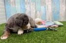 Best Mini Bernedoodle Baby