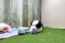 Best Aussiechon Baby