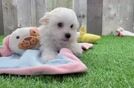 Popular Maltipoo Poodle Mix Pup