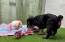 Mini Aussiedoodle Pup Being Cute
