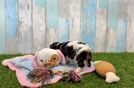 Sweet Cavachon Baby