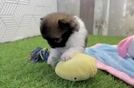 Pomeranian Pup Being Cute