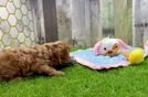 Hypoallergenic Cavalier King Charles Spaniel Purebred Pup