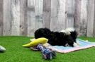 Havapoo Puppy for Adoption