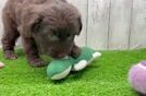 Sweet Mini Aussiedoodle Baby