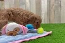 Mini Goldendoodle Pup Being Cute