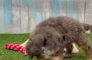 Mini Bernedoodle Puppy for Adoption