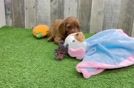 Best Cavapoo Baby