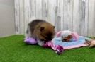 Best Pomeranian Baby